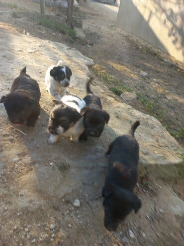 Renault: 1 ay, Peyvəndli — 2