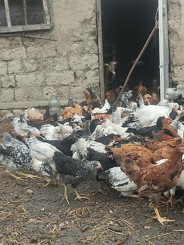cucə və xoruz: Məhlə toyuqları – yerli qarışıq cinslərdən iri sürü - Cinslər: yerli — 1