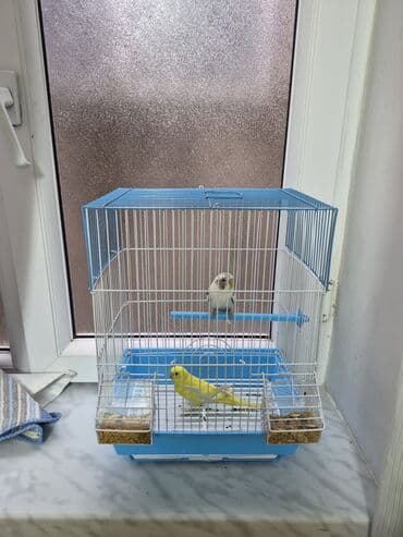 pomeranian spitz satisi: Popuqay 2 eded Dünen alinib. Qefeside yenidir Uşaq ders oxumadigi — 2