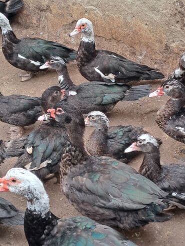ordek balasi nece gune cixir: Muscovy (indoduk) ördəkləri – qarışıq rənglərdə sürü - Rənglər — 3