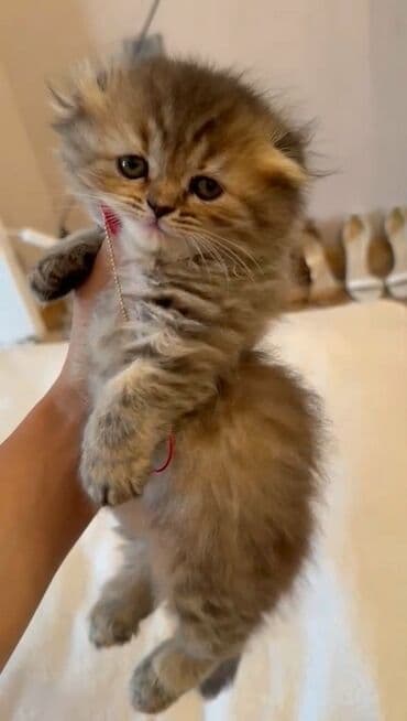 шотландские котята в баку: Шотландская, Самец, Самка, Самовывоз, Платная доставка — 2