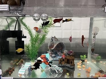 heyvanlar: Şüşə akvarium komplekti – dekorlu və balıqlarla - Akvarium: təxminən — 1
