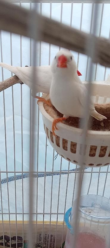 Hazr bala verən cüt düm ağ amadinlət, 1 dəfə 4 bala veriblər, çox lalafo.az -da Hazr bala verən cüt düm ağ amadinlət, 1 dəfə 4 bala veriblər, çox
