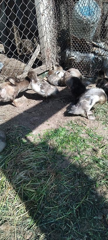 Muscovy ördək balaları (kənd təsərrüfatı üçün) - Cins: muskoviy