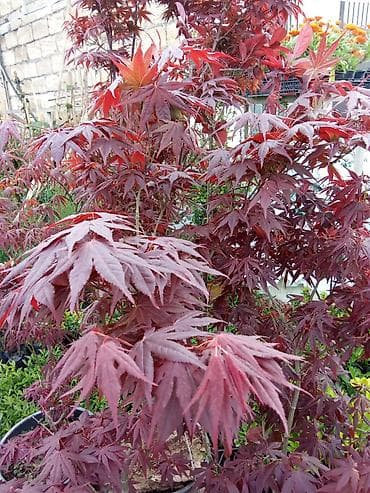 Yapon ağcaqayını (Acer palmatum) – qırmızı yarpaqlı dekorativ kol/ağac