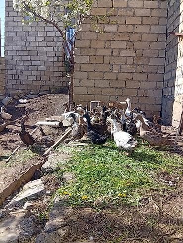 cücə və xoruz təmsil: Temiz pekin ordeyleri yumrtasi 90 faiz mayalı siferis önceden veresiz — 5