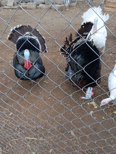 Inəklər, öküzlər: Erkək, Damazlıq — 2