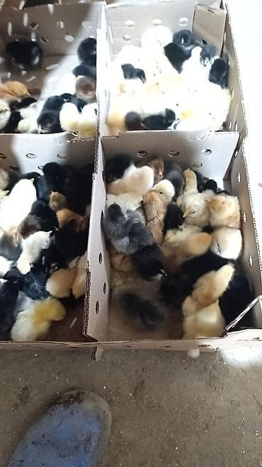 ag itler: Qəmbəri Xarkov temiz qan lider 55 sereblis. 2 sort quban 308 yerli — 6