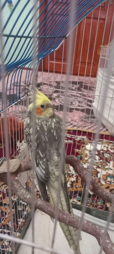 попугай корелла: Salam 4eded karella qus astilir.Iri hecimli saglam 8ayliq.Rəng — 2