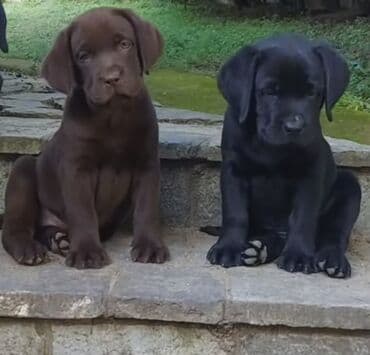 лабрадор купить: Labrador-retriver, 1 ay — 3