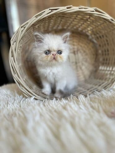 şotlan pişik: Şotland yastı qulaq, Erkək, Dişi, Yaxşı əllərə, Ünvandan götürmə, Pulsuz çatdırılma, Ödənişli çatdırılma — 184