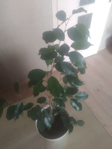 продам фикус бенджамина: Tünd yaşıl fikus — 3