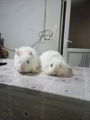 Məhsul: Uzun tüklü ağ dekorativ dovşanlar (2 ədəd) Təsvir: - Şirin