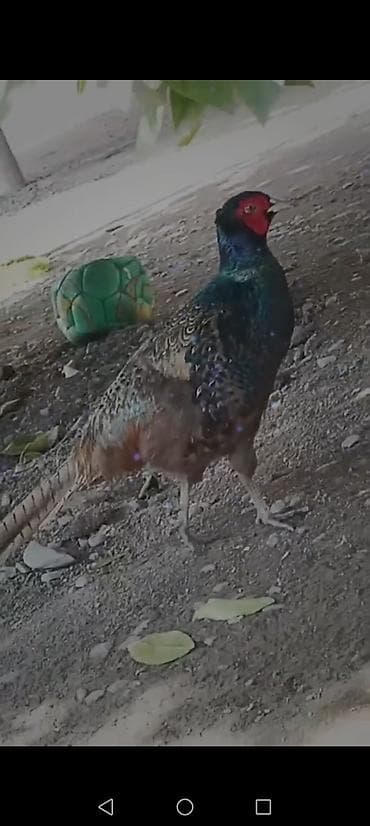 Qirqovul satilir bir fere bir xoruzu cutu 75 manata kecen ilki xoruz lalafo.az -da Qirqovul satilir bir fere bir xoruzu cutu 75 manata kecen ilki xoruz