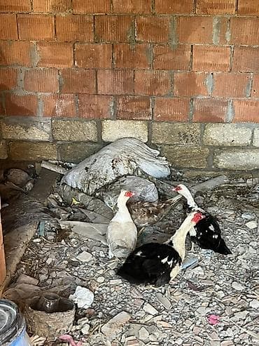 mal heyvan: Məhsul: Musk ördəkləri (barbarı/indo duck) Təsvir: - Şəkillərdə 4 — 3