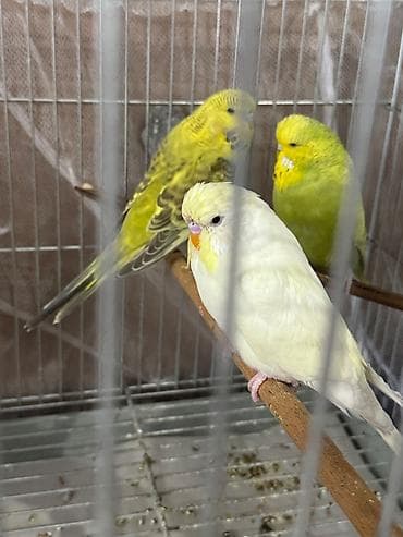 Quşlar: Cex ve vistivka quwlari vitaminli yemlerler beslenirler sağlam ve — 4