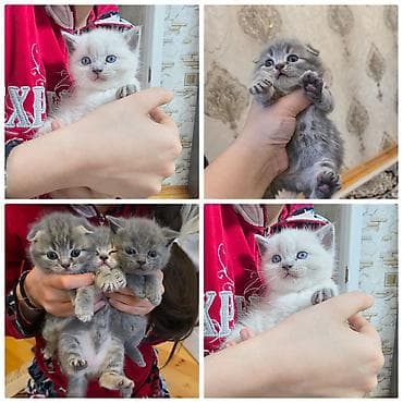 pişik eşyalari: Şotland yastı qulaq — 3