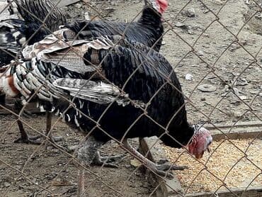 İtlər: Həyət hinduşkaları satılır. Qidası buğda və otdur. Tam sağlamdırlar və — 6