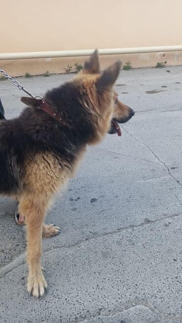 alman çoban köpeği: Alman çoban iti, 1 il, Dişi, Peyvəndli — 5