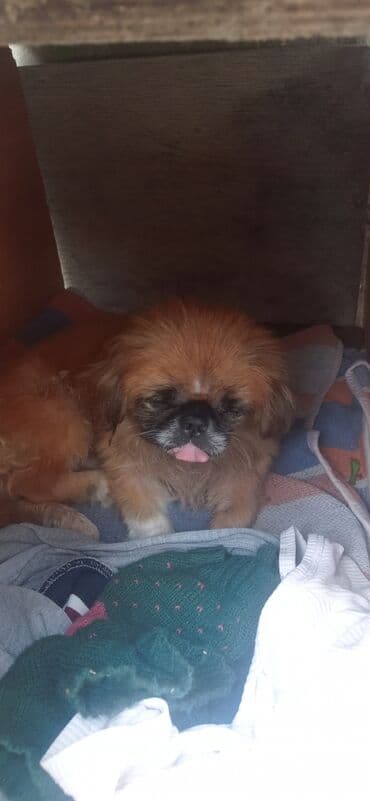 pekines balaları: Pekines, Erkek — 2