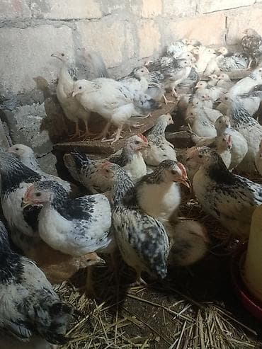 gəncə toyuq satan: Toyuq cücələri, Ətlik, Ünvandan götürmə — 10