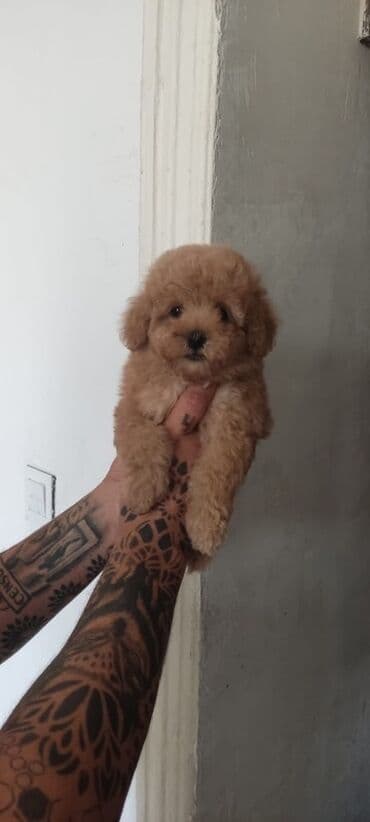 щенок в добрые руки: Пудель — 2