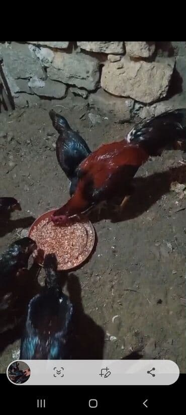 Cücələr: HEYRAATI Aseel (Asil) cinsli xoruz - Rəng: qırmızı-qara bədən, parlaq — 2