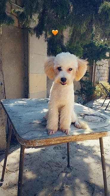 Pudel, 5 ay lalafo.az -da Pudel, 5 ay