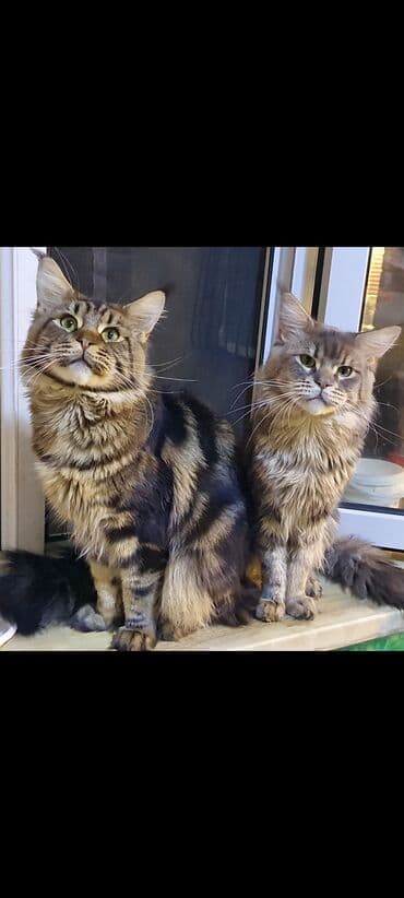 menks cinsi pişik: Meyn-kun, Erkək, Ünvandan götürmə — 7