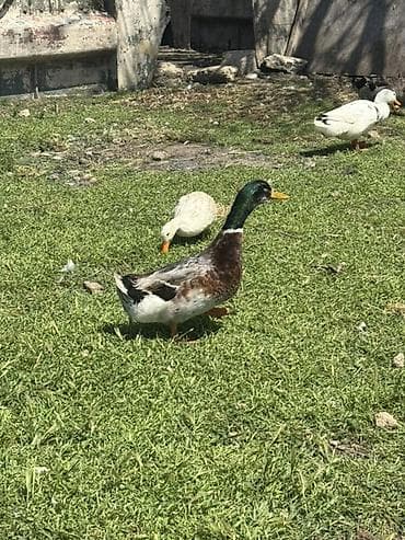 Yaşıl baş erkeylər satılır tam sağlamdı erkey çox olduğu üçün satılır