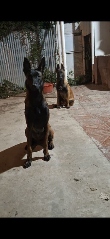 setter it cinsinin digər adı: Belçika çoban iti — 6