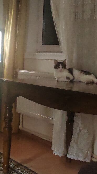 pişik adları qız: Dişi, Yaxşı əllərə — 2