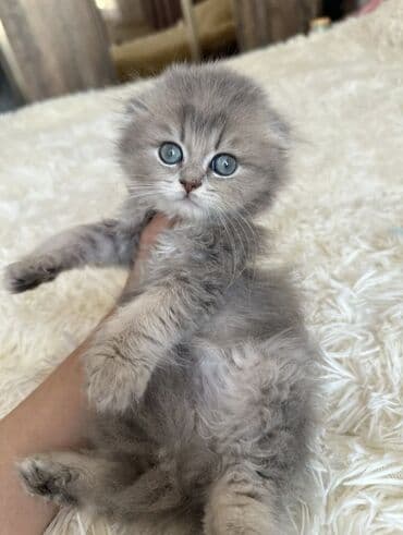 pişik sortları: Şotland yastı qulaq — 2