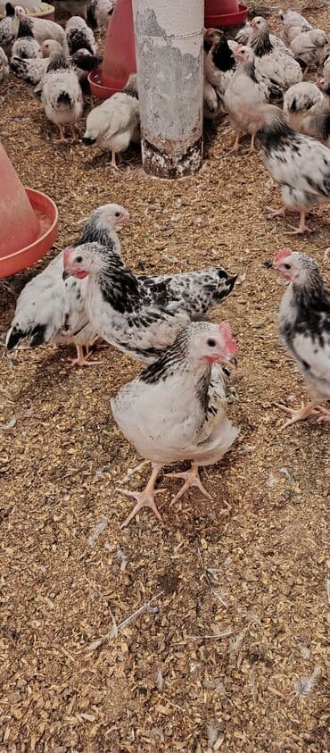 hələb keçisi haqqında məlumat: Toyuq, Broyler, Ətlik — 1