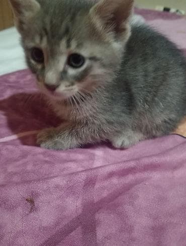 коты в добрые руки: Британская, Самец, В добрые руки, Самовывоз, Платная доставка — 2