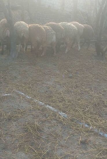 Qazlar: Quzu, Erkək, ay: 6, 15 kq, Ətlik — 1