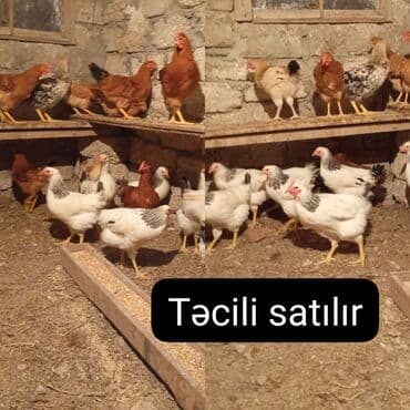 Gəmiricilər: ‼️ Təcili Satılır. ‼️ 15 ədəd. Colpa 5 xoruz 10 ferə Qiymət 1 ədədi — 1