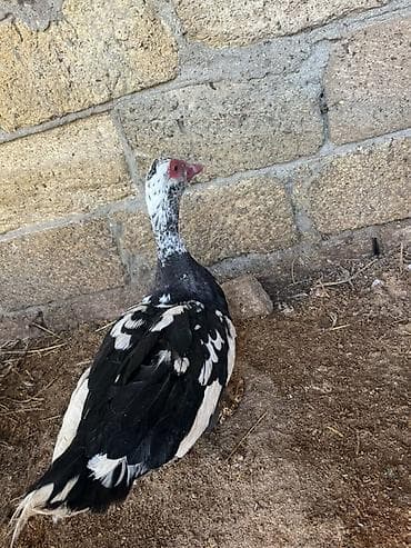 karella quş: Erkək, | Lal ördək, Damazlıq, Ünvandan götürmə — 2