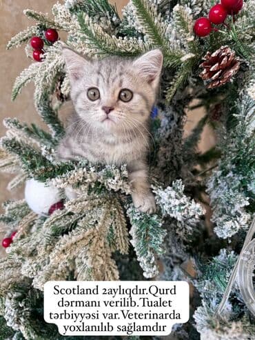 şotland pişikləri: Şotland yastı qulaq, Erkək, Yaxşı əllərə, Ünvandan götürmə, Pulsuz çatdırılma — 1