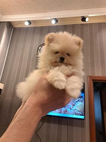 it adlari erkek: Şpitz — 5