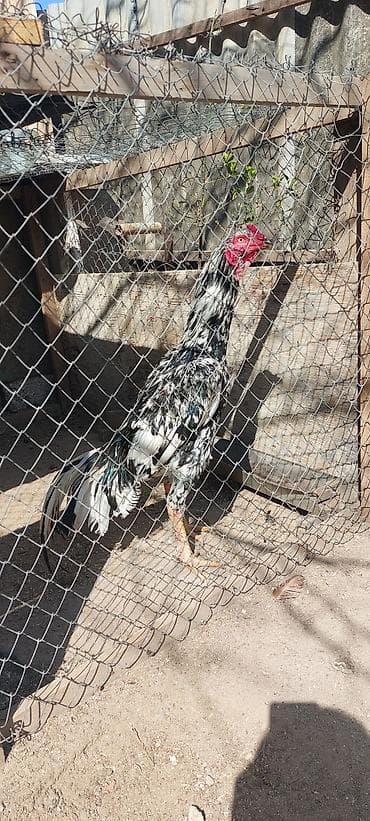 dəvə quşu: Məhsul: Uzunboyun döyüş xoruzu (süs və damazlıq üçün) Təsvir: - Cins — 3