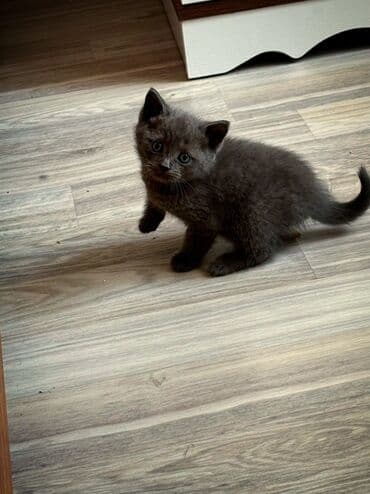 шотландские котята в добрые руки: В добрые руки — 1