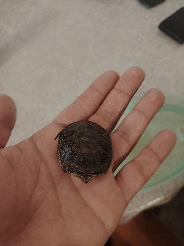 Akvariumlar: Su tısbağası qabinla biryerde 20 azn - Dəst: ürək formalı şəffaf — 3