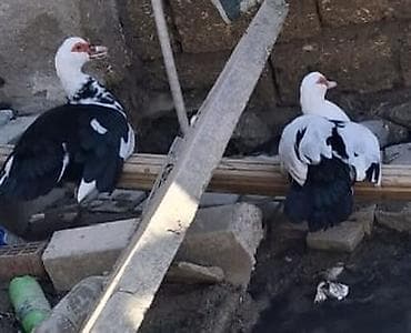 ördek qaz: Erkək, | Lal ördək, Damazlıq — 1