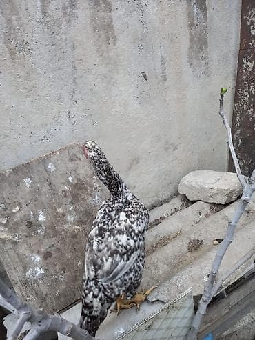 kənd toyugu: Toyuq, Damazlıq — 2