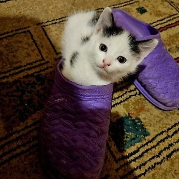 bala pişik adları: Yaxşı əllərə — 3