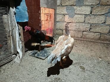 Alfa Romeo: Xoruzlar — 5