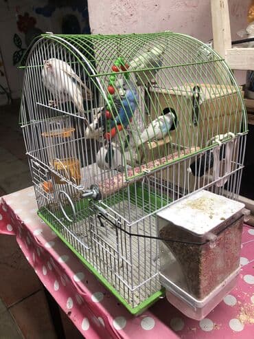 qefəs: 2cut 2erkek 2disi 1illik quslardir tam saglamdir. qefes qarisiq — 3