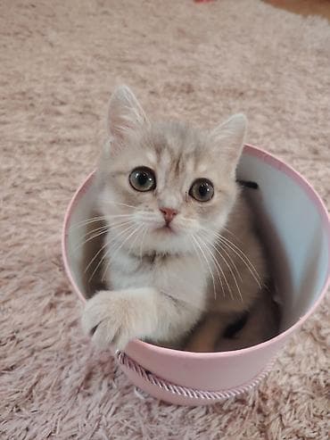 heyvan cantası: Qızıl şinşilla, Dişi, Yaxşı əllərə, Ünvandan götürmə — 2