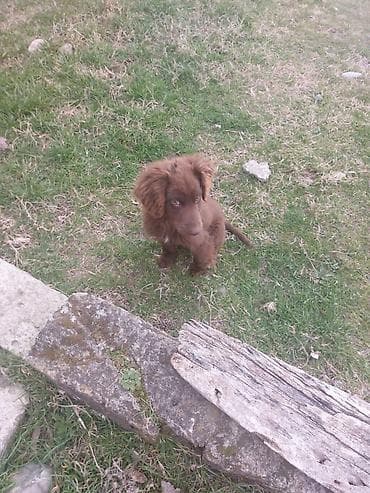 Gəmiricilər: 5 ay, Erkek, Peyvəndli, Ödənişli çatdırılma — 3